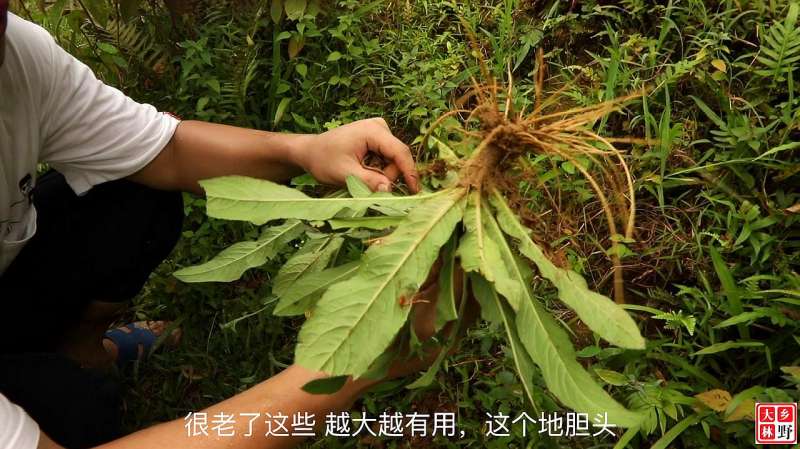 地胆头和老鸭一起煲汤 有凉血清热的作用 而且汤清味甜 好看视频