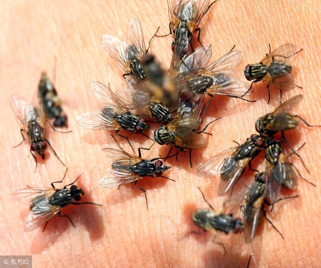 猪被苍蝇咬到撞墙自杀,这几招你要知道!