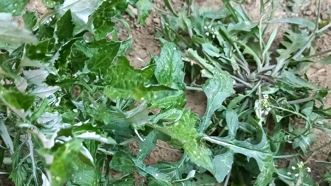 泥胡菜蒲公英和荠菜营养价值各有不同,区别出来吃时令野菜