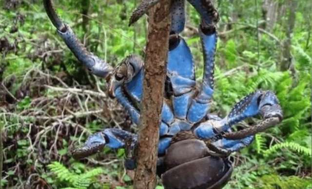 是巨无霸蜘蛛吗?结局出乎意料