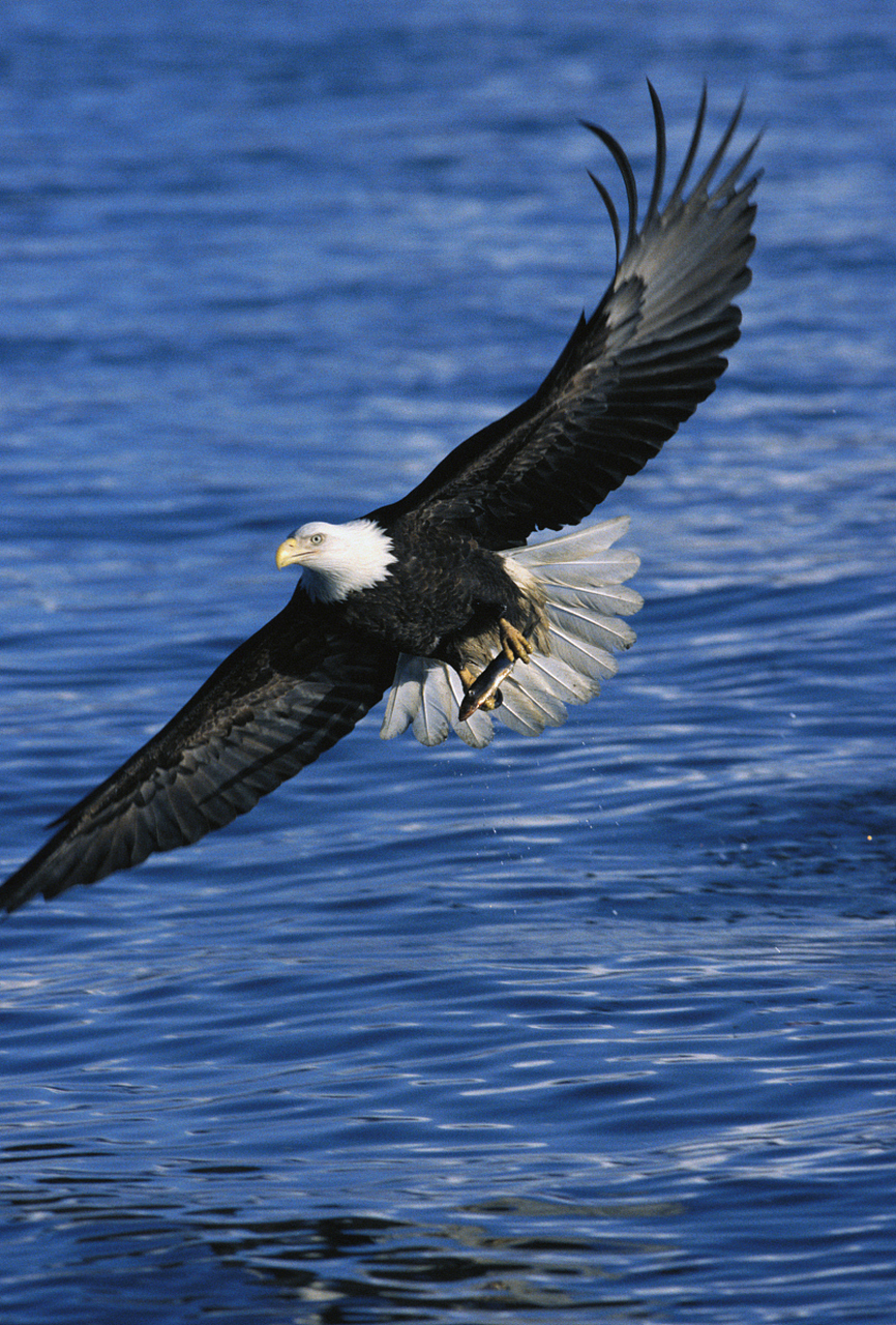 鹰击长空#动物趣图