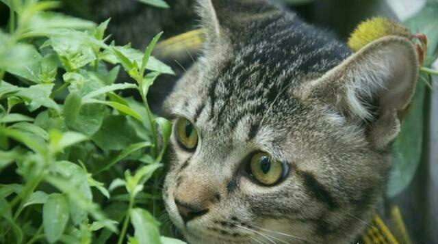 养了狸花猫,才发现狸花猫的模仿能力最强