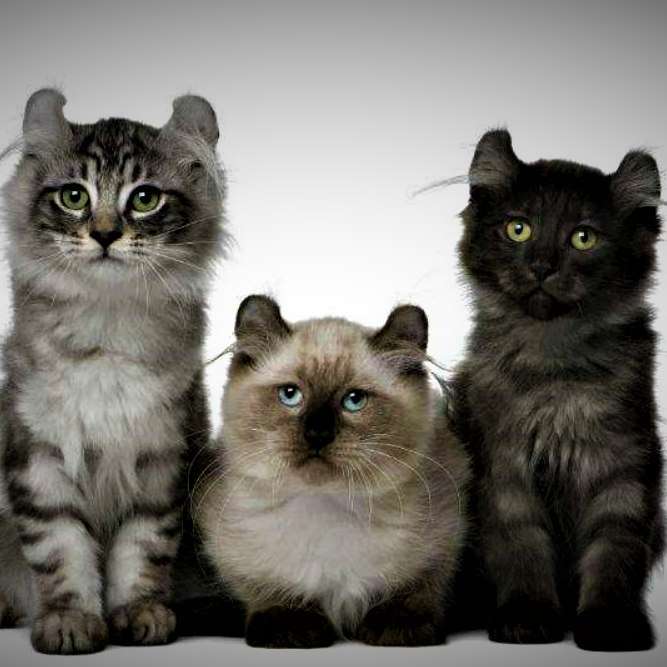 top6.美国反耳猫