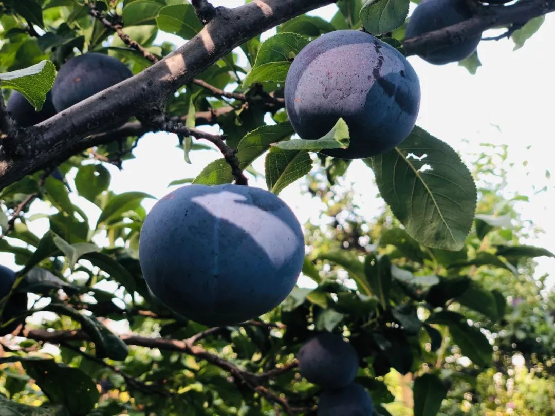 贫困户们靠双手种出这颗"希望果"却惨遭市场倒闭卖不出去,请求大家一