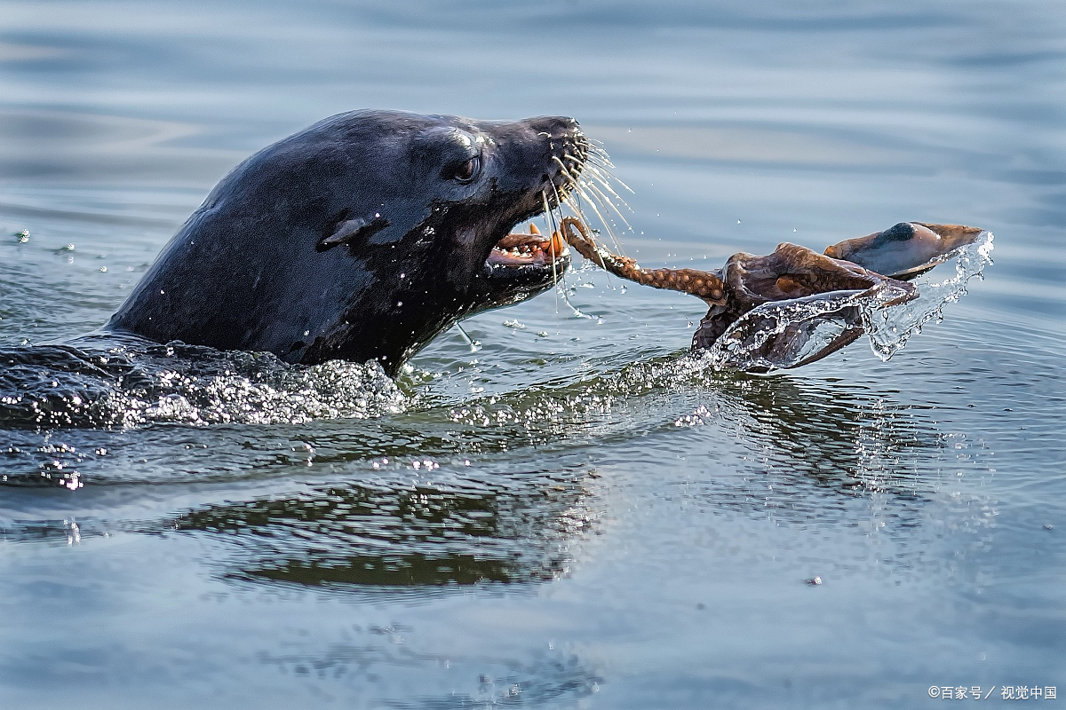 章鱼为什么会喷墨?