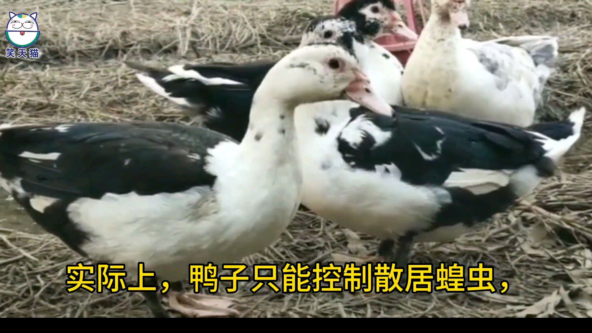 鸭子在网上成了扫蝗的灵丹妙药,然而并不是,新疆鸭子治蝗真相
