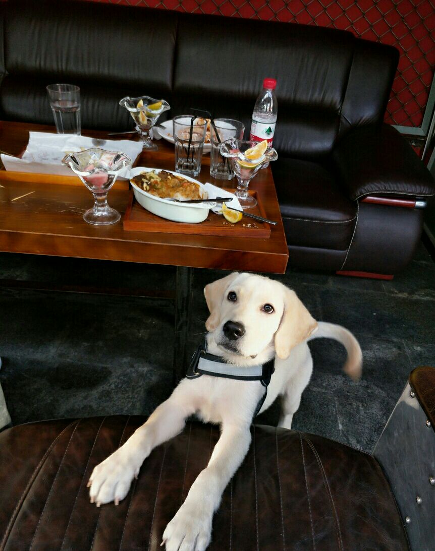 拉布拉多有多聪明,拆家吗?网友表示懵了