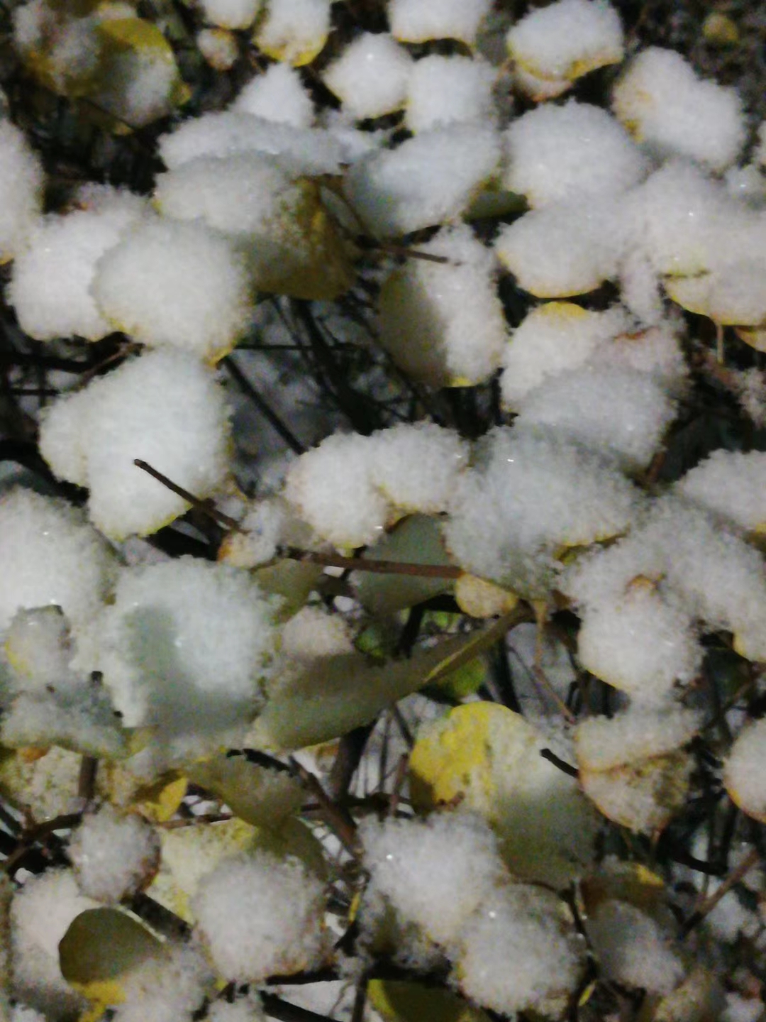 冬天到了,叶子上结起了一团团洁白的"棉花",宛如可爱的小姑娘