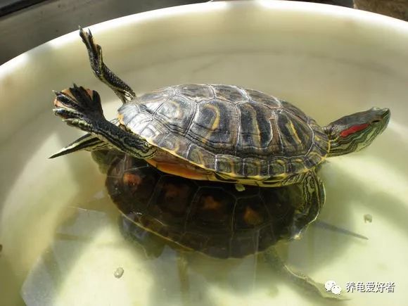 有人会问,你为什么不养龟呢?需要"门当户对"
