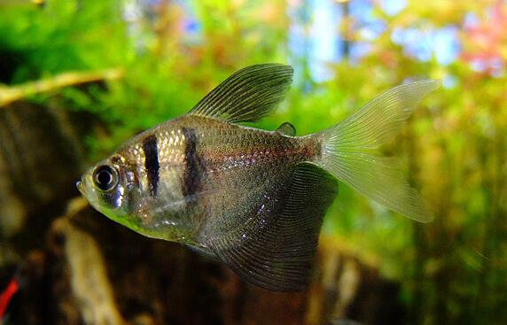 黑裙鱼性情温和,喜群聚,可与其他小型灯类鱼混合饲养!