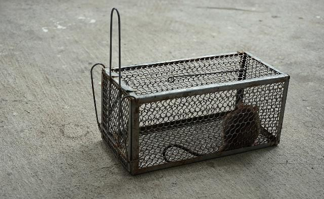 冬季最佳防鼠灭鼠方法你掌握了吗?