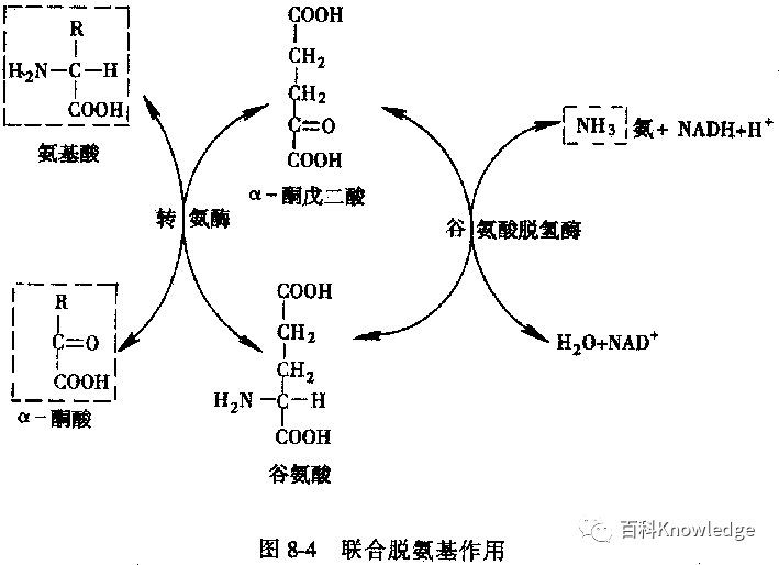 生物化学(习题集)版本一——第七章 氨基酸代谢(2)