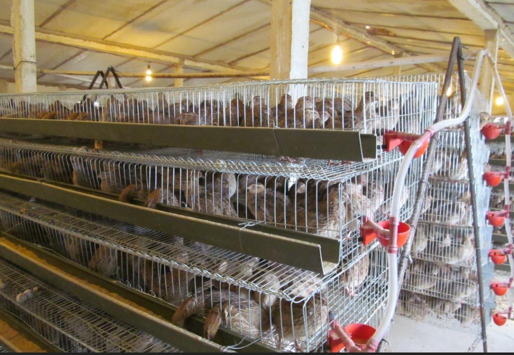 养殖鹌鹑日渐火爆,准备工作不能少,具体有4点,看到就是赚到!