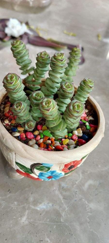 邻居家窗台上养了盆"钱袋子",叶子长成串儿,养一盆有福气