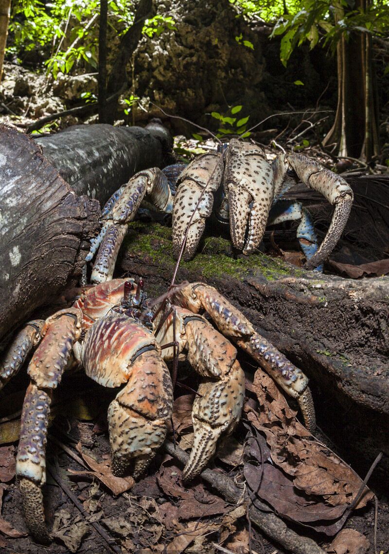 全球最大的陆生螃蟹,最爱爬树双钳轻松打开椰子!