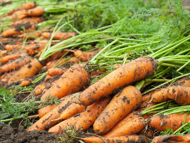 胡萝卜为双瘦果,可以分成两个独立的半果实,富有营养