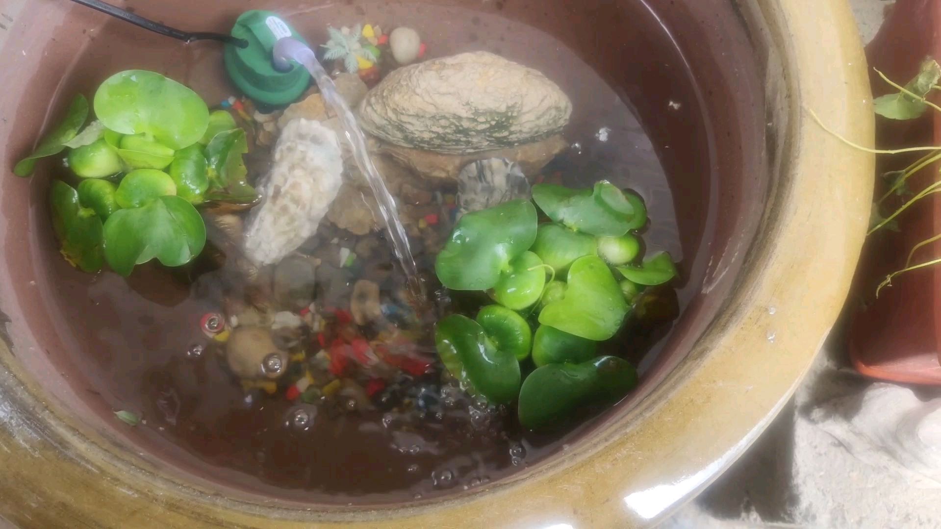 疫情期间,用花盆改个鱼缸