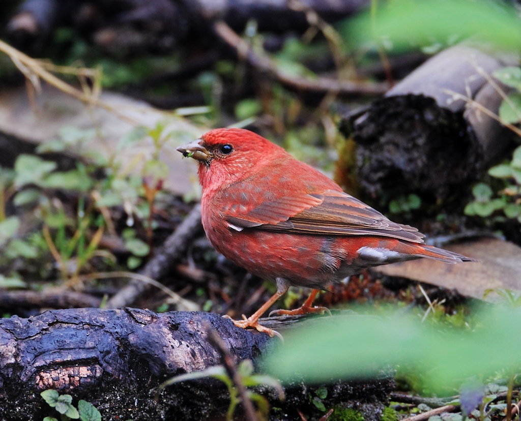 赤朱雀知识免费科普,看一看你了解多少?