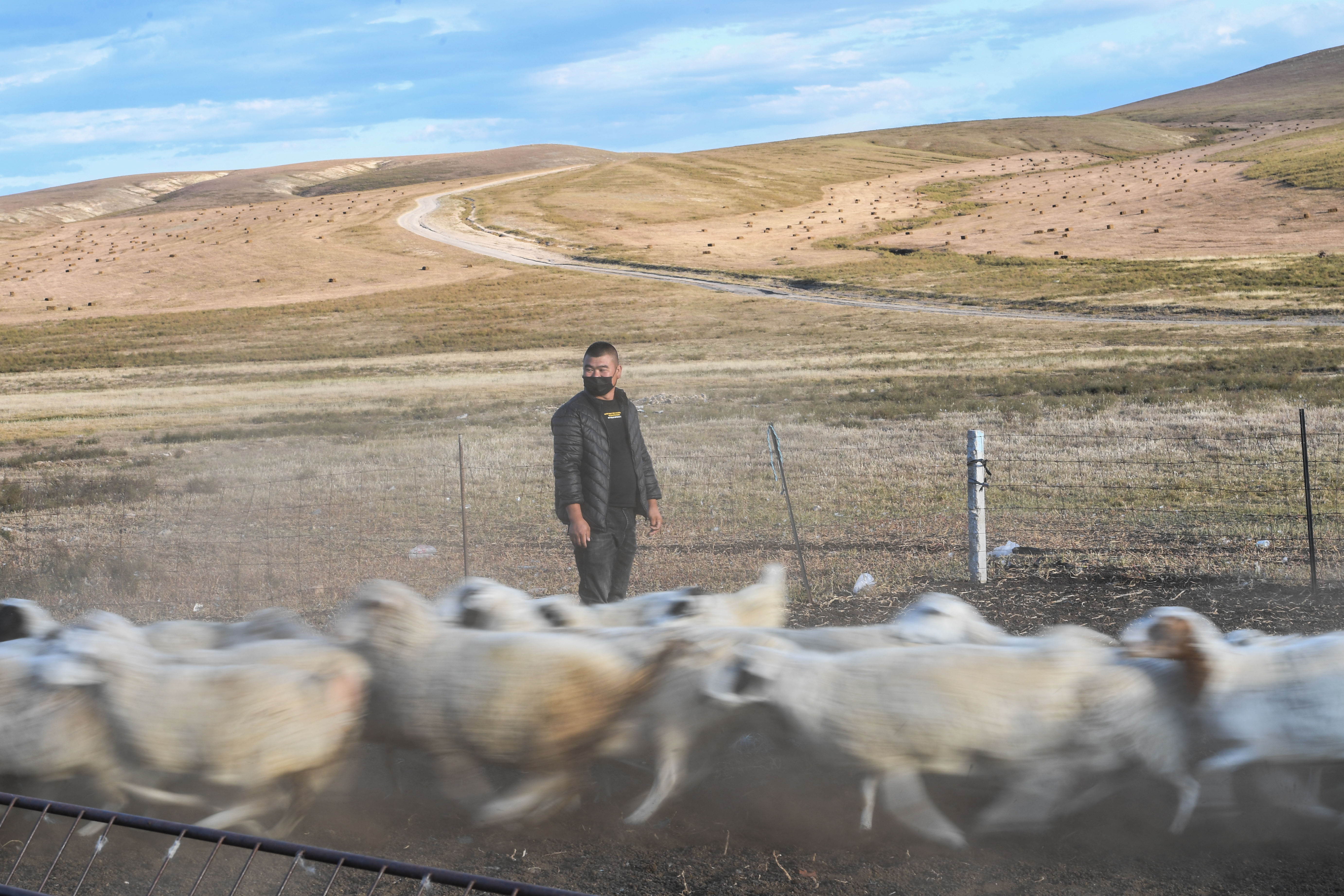 9月20日,东乌兰哈达嘎查牧民姚会在羊圈中准备抓羊.