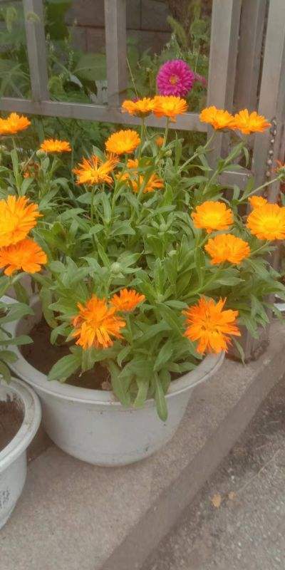 金盏花太美,金黄色的花朵雍容华贵,泡水还可以美容养颜