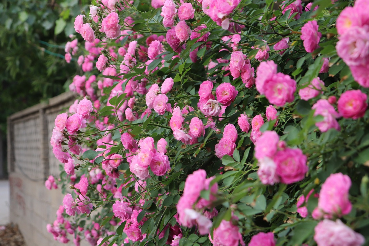五月粉色的蔷薇花真迷人