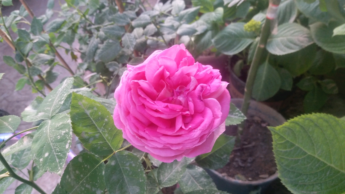 切花月季完美香气属于一般品种,不推存