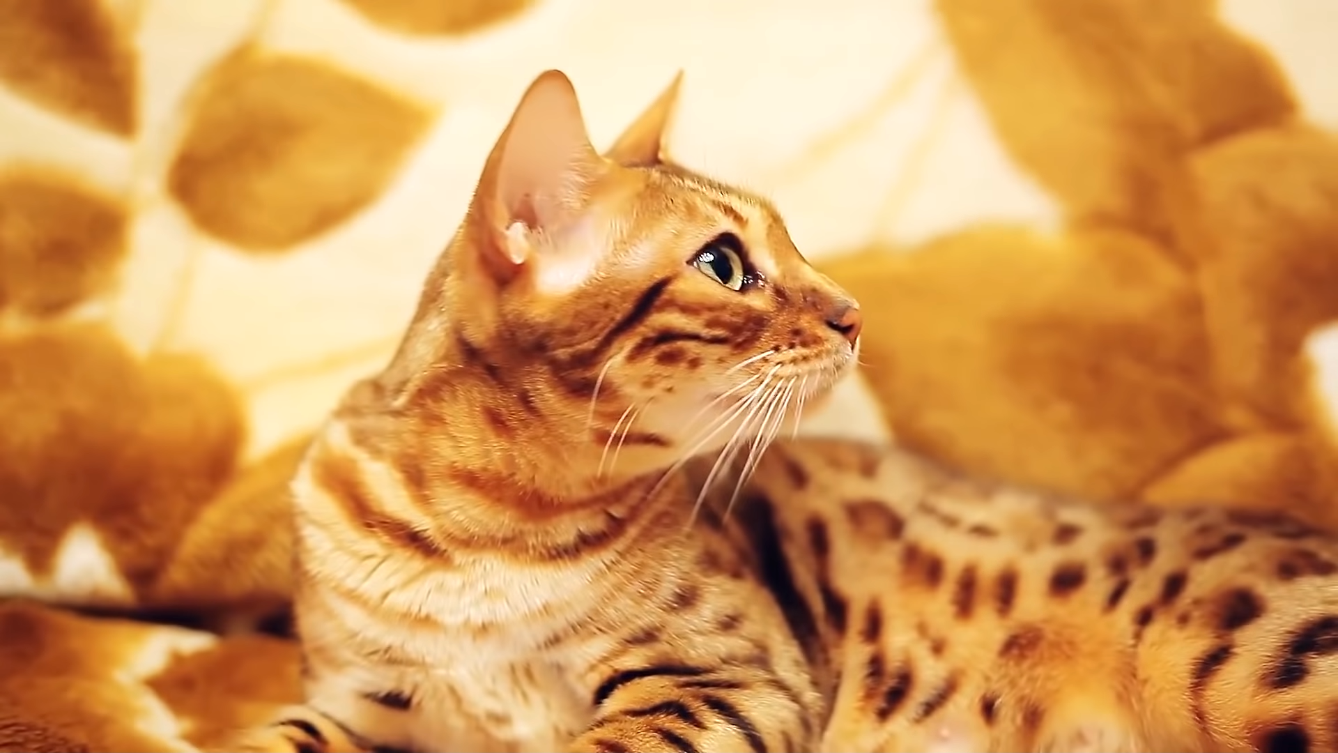 这些猫咪有的堪称"小老虎",有的像极了雪豹