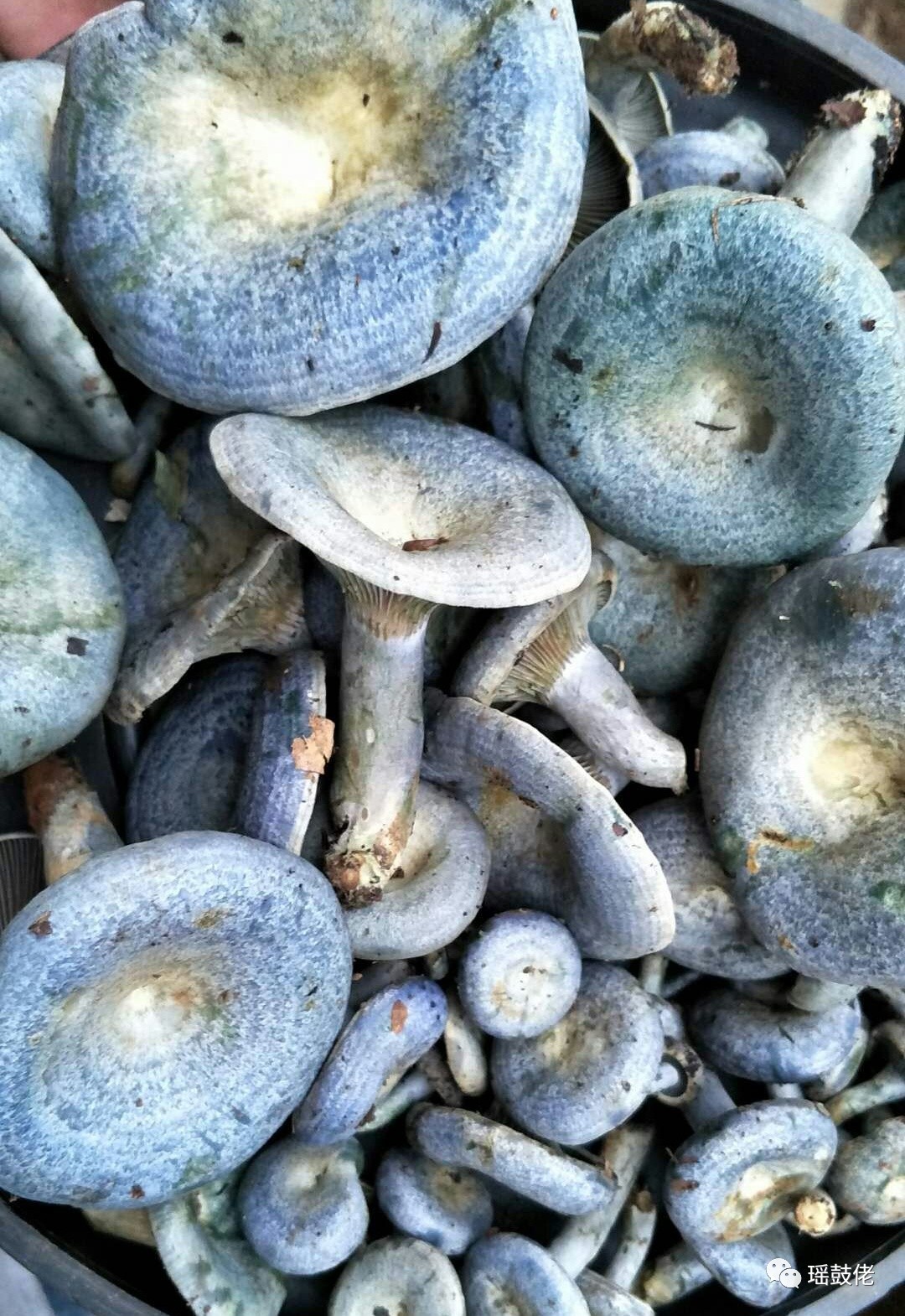 —南岭腹地发现史上最漂亮食用艾鹅菌