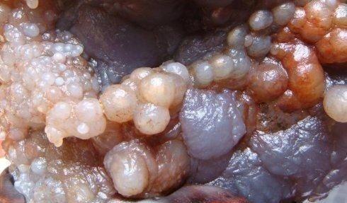 农民在山上无意之中捡到一串"葡萄",专家鉴定乐开了花!