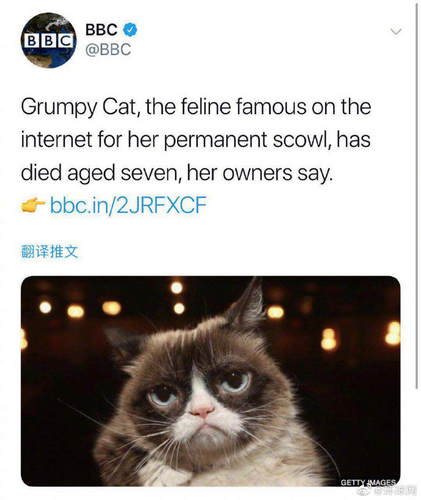 表情包不爽猫去世 享年七岁