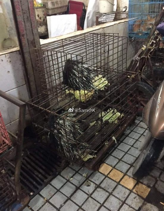 拒绝野味!武汉肺炎始发地华南海鲜市场的照片,触目惊心!