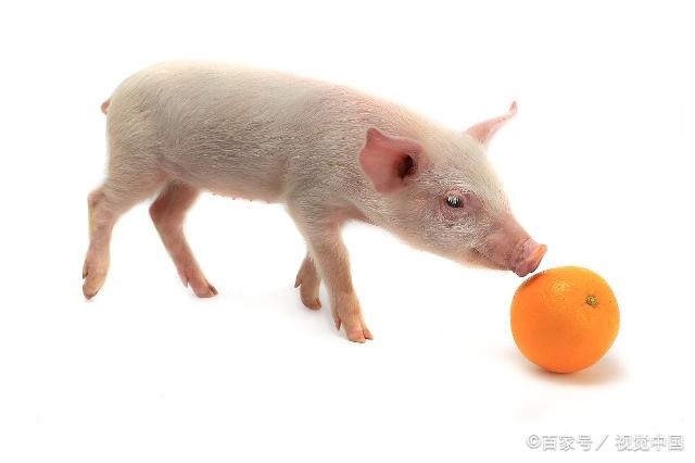 小猪浑身都是宝,虽然笨笨的,但是猪也有可爱的时候