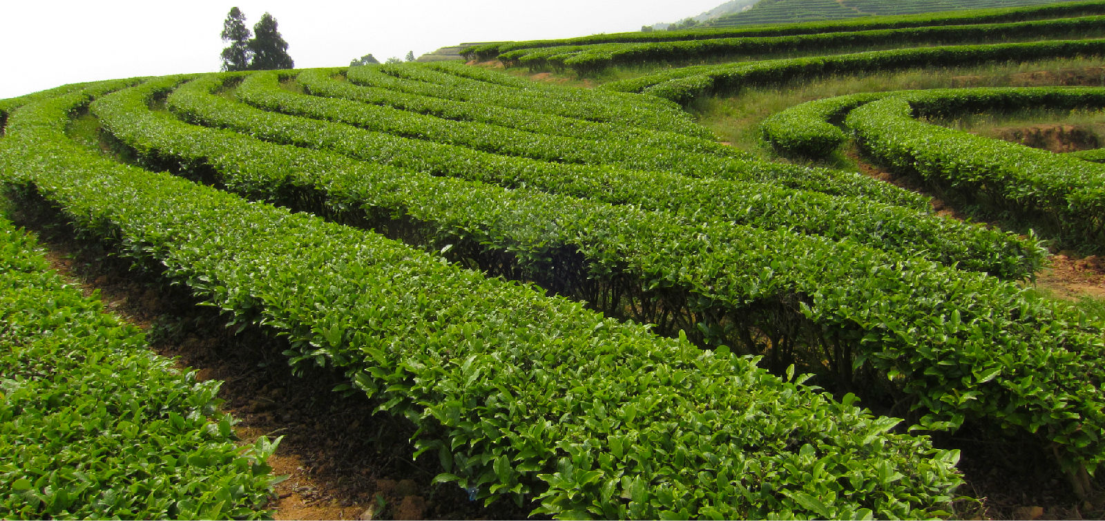 这里的山属酸性土壤,适合茶树的生长,可以种植茶树,生产茶油