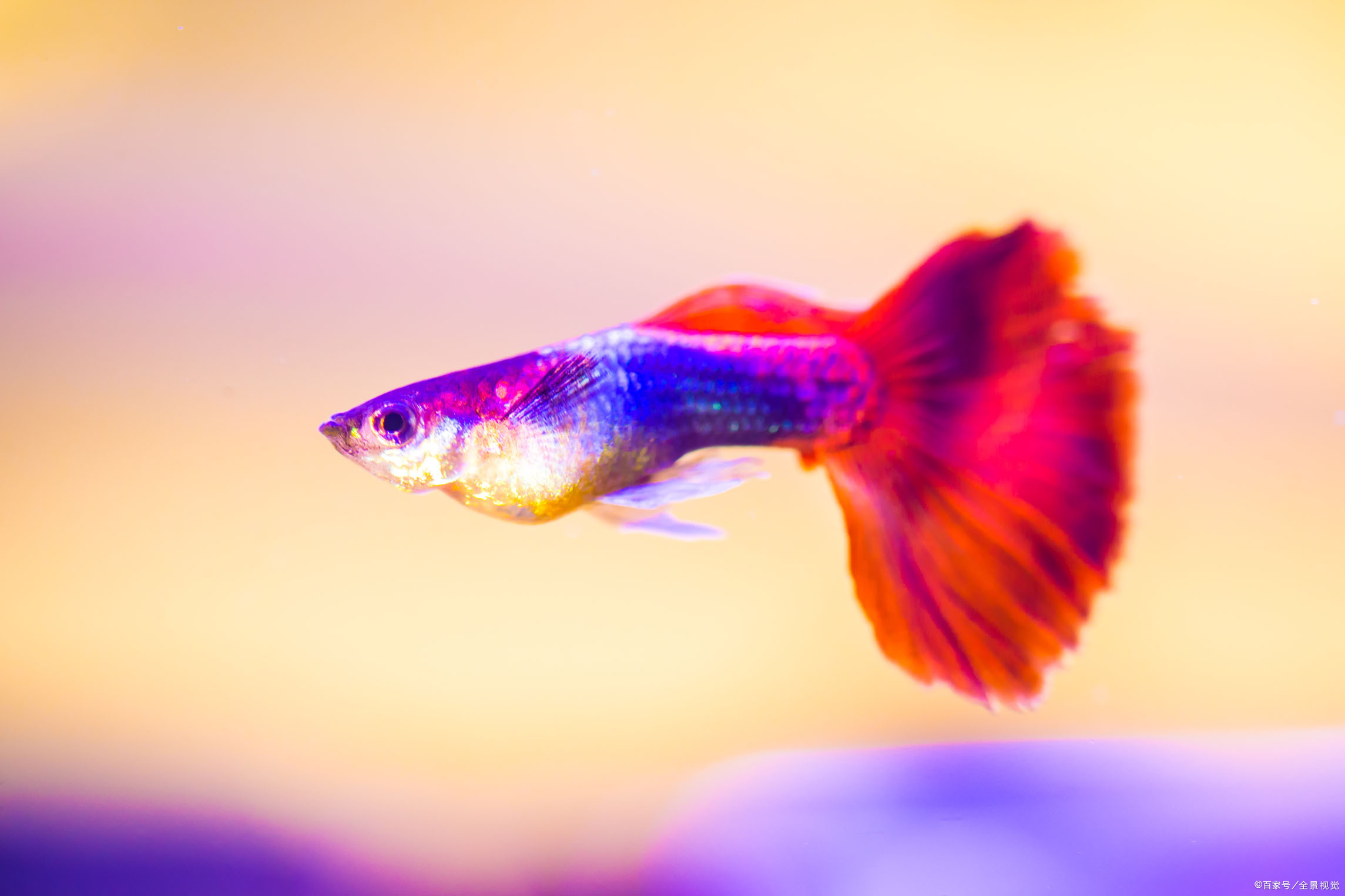 尾巴- 优质问答专区