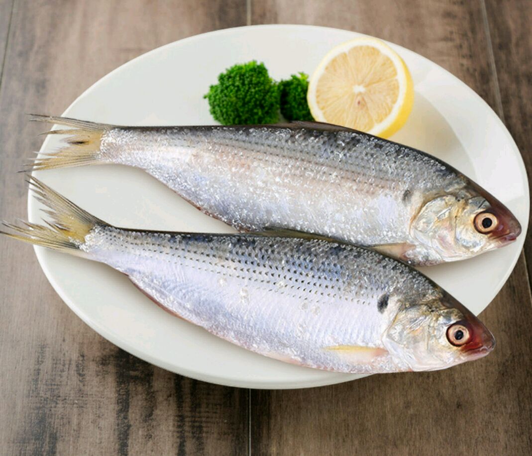 教你如何识别新鲜鱼