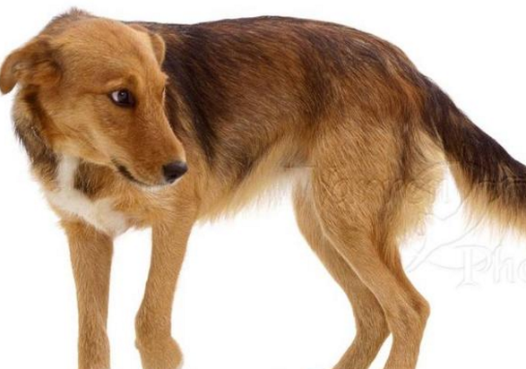 狗狗的尾巴,各种各样的形态代表都表达的是什么?