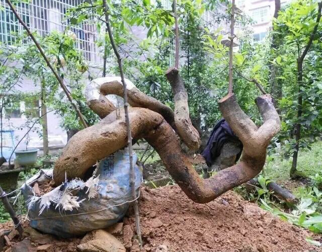 湘西黄泽发老师金弹子倒栽,抽枝很旺已经存活.