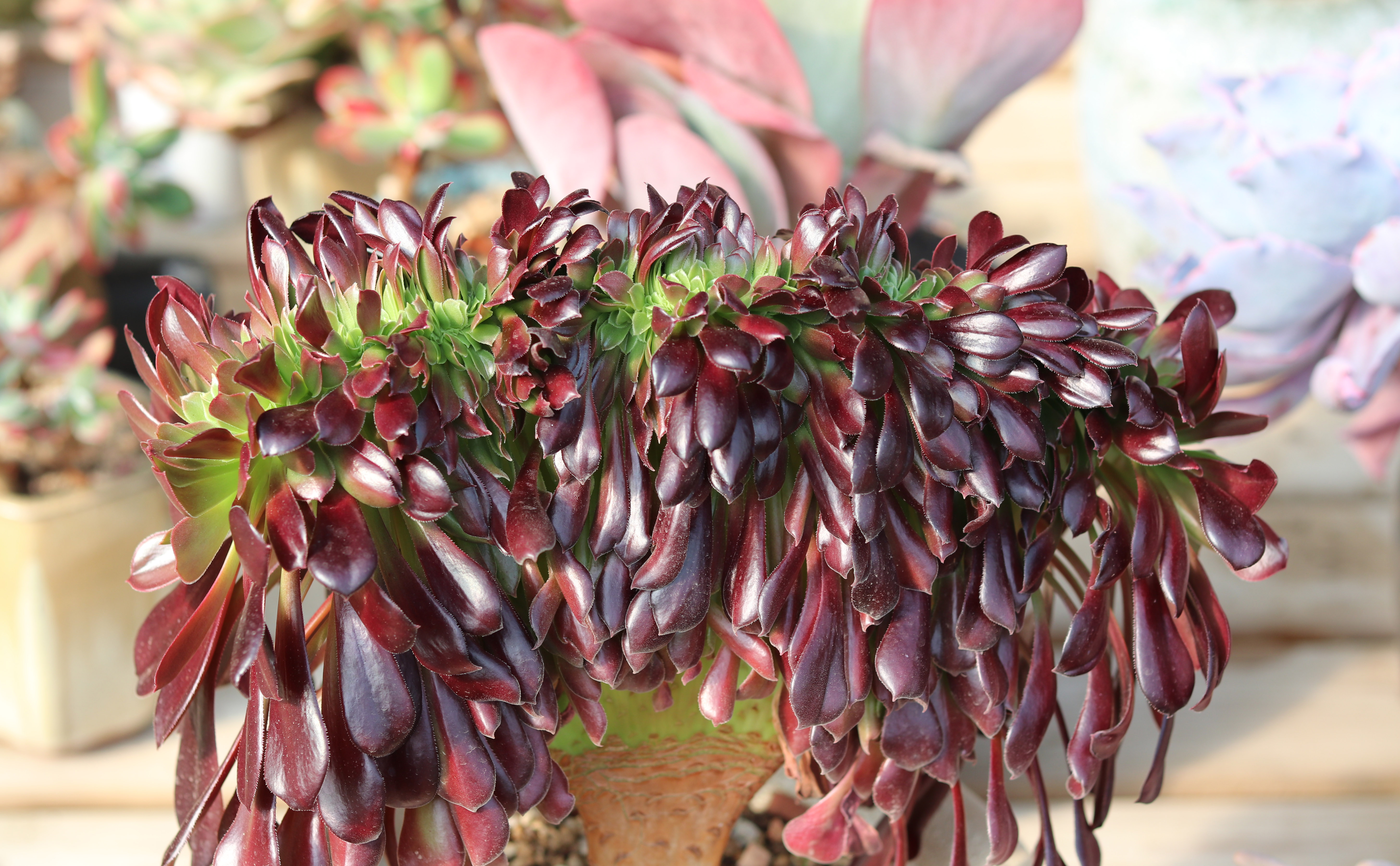 不一样的法师,有价无市,有的都自己珍藏,只因为它的"特别"!