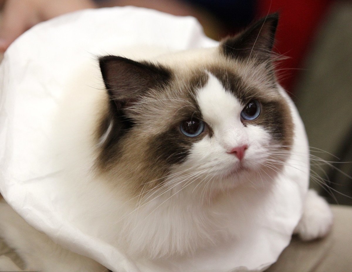 布偶猫 - 热门商品专区