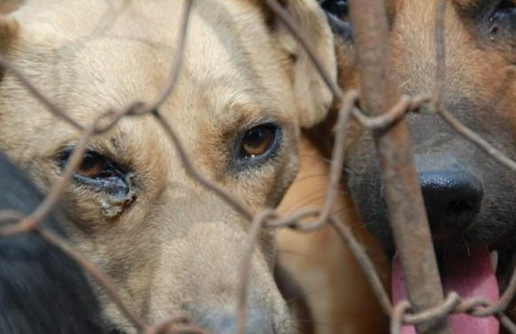 秋田犬和中国国犬田园犬的差距!