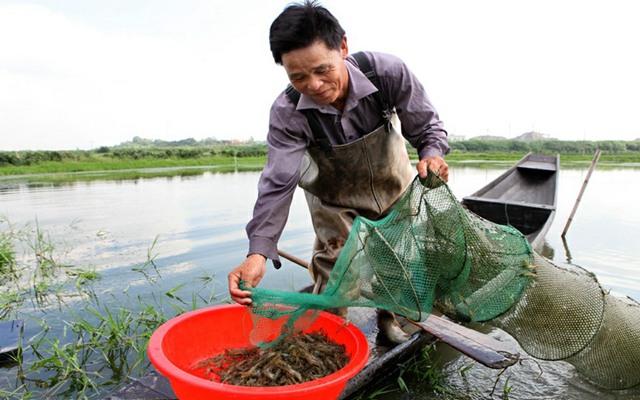 淡水养殖青虾,如何科学投喂,投喂饲料有什么技巧?