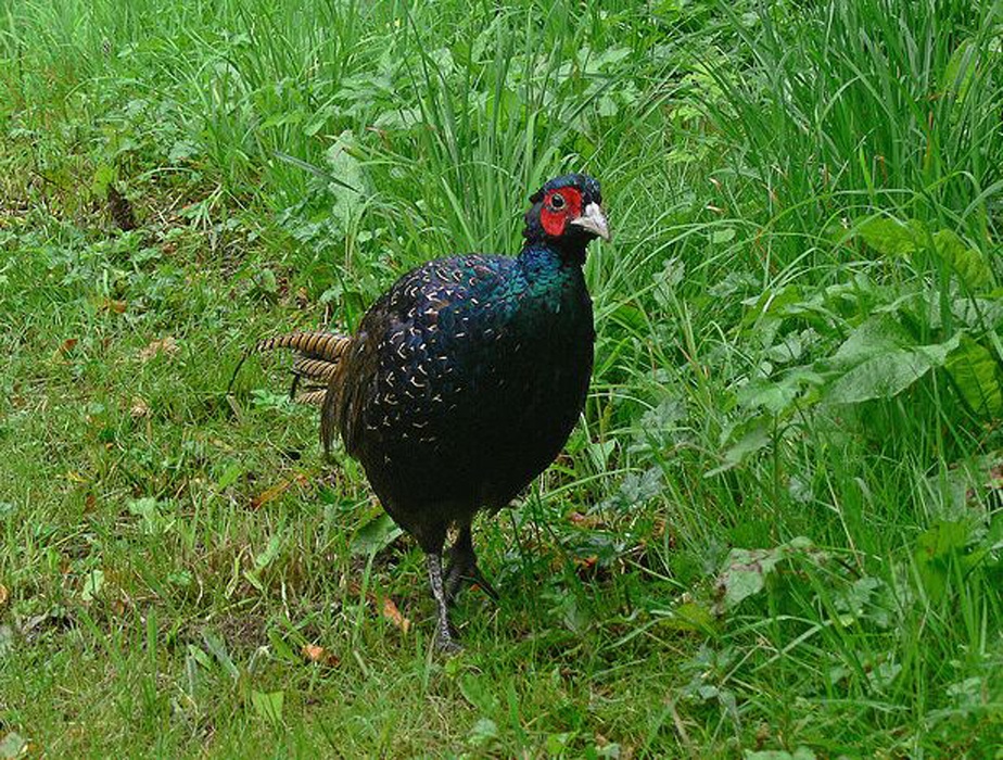 你真的了解绿雉吗?给大家科普一下