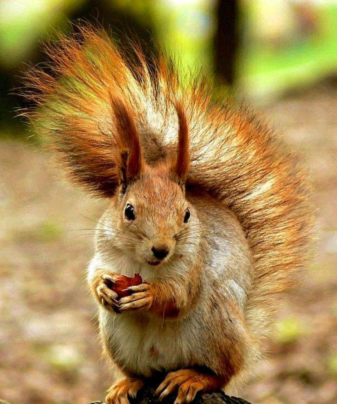 宅在家太无聊?跟我一起用铅笔画可爱的小松鼠吧!