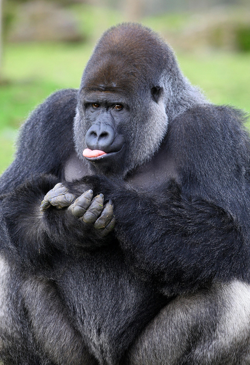 金刚银背大猩猩:猩猩界的肌肉猛男  在繁茂的热带雨林中,有一种动物以