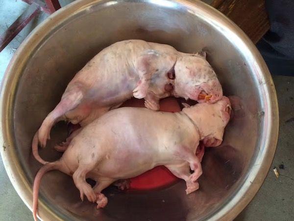 农村小伙用老鼠肉炒菜,等菜出锅的时候,直叫所有人流口水了!