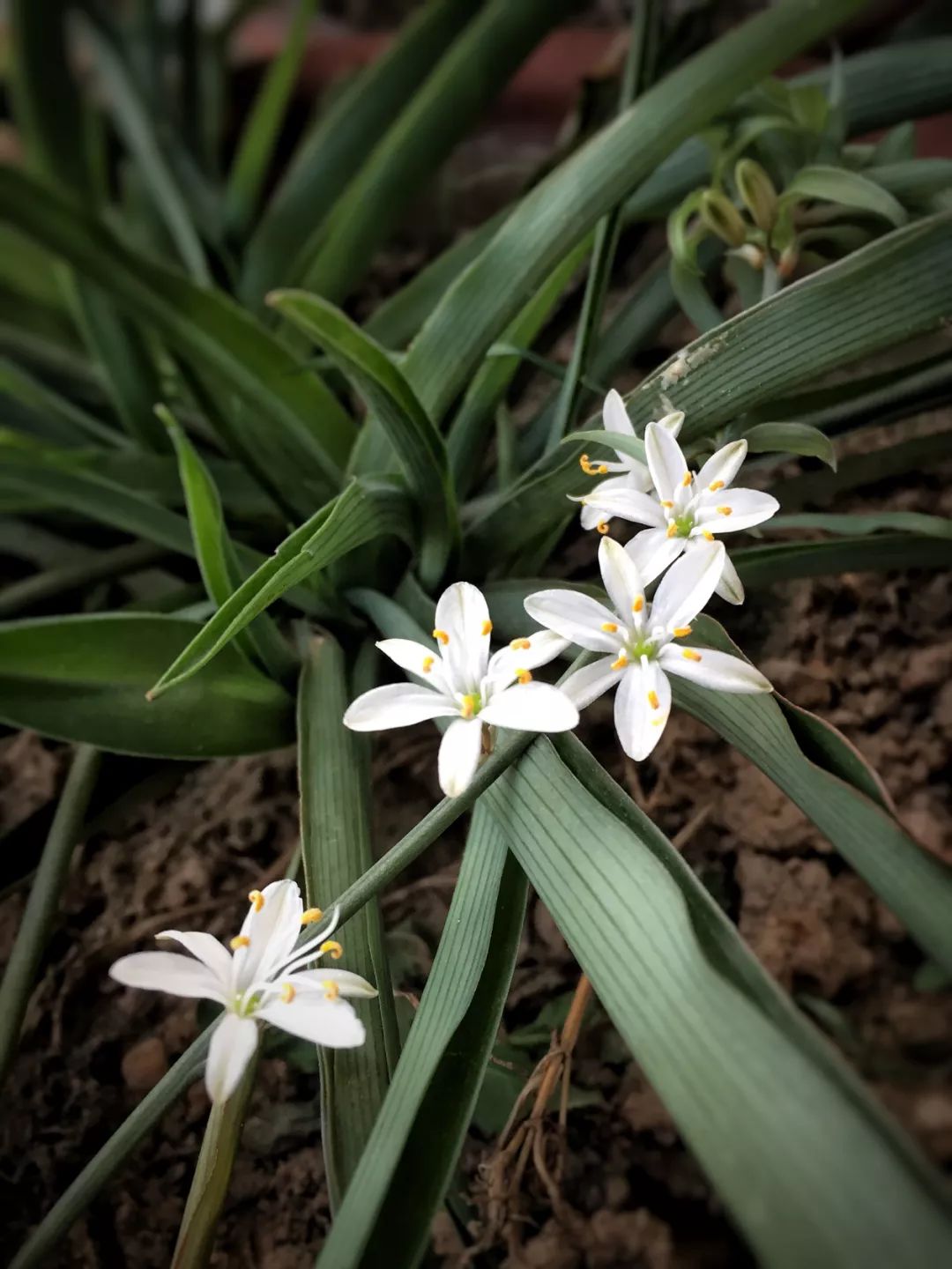 吊兰开花,原来这么漂亮!