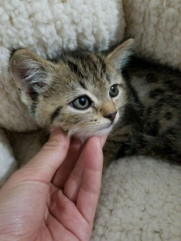 爹妈都是美短银渐层,猫爸看到猫宝直接黑脸,网友:孩子是无辜的