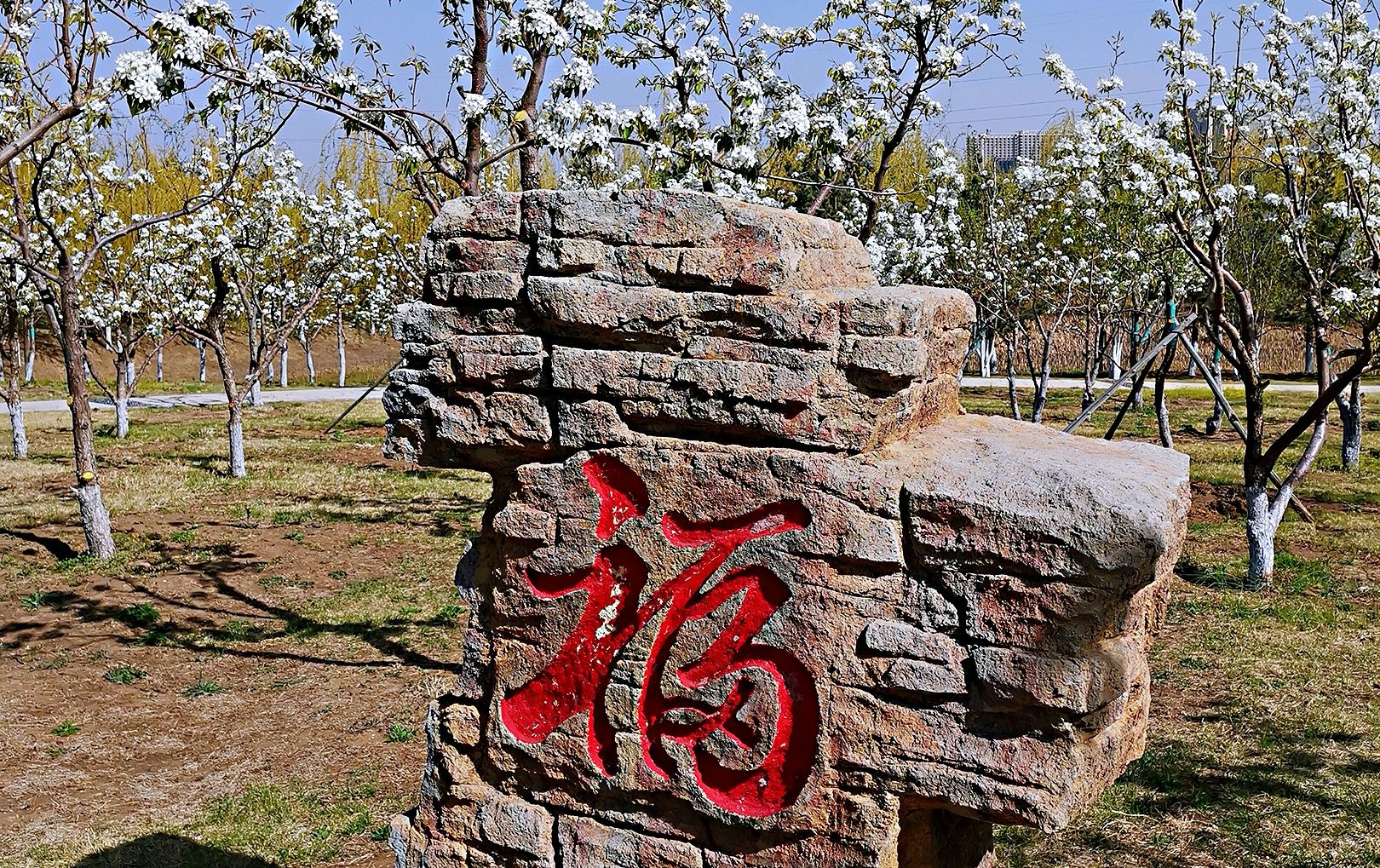 长春梨花园春色宜人