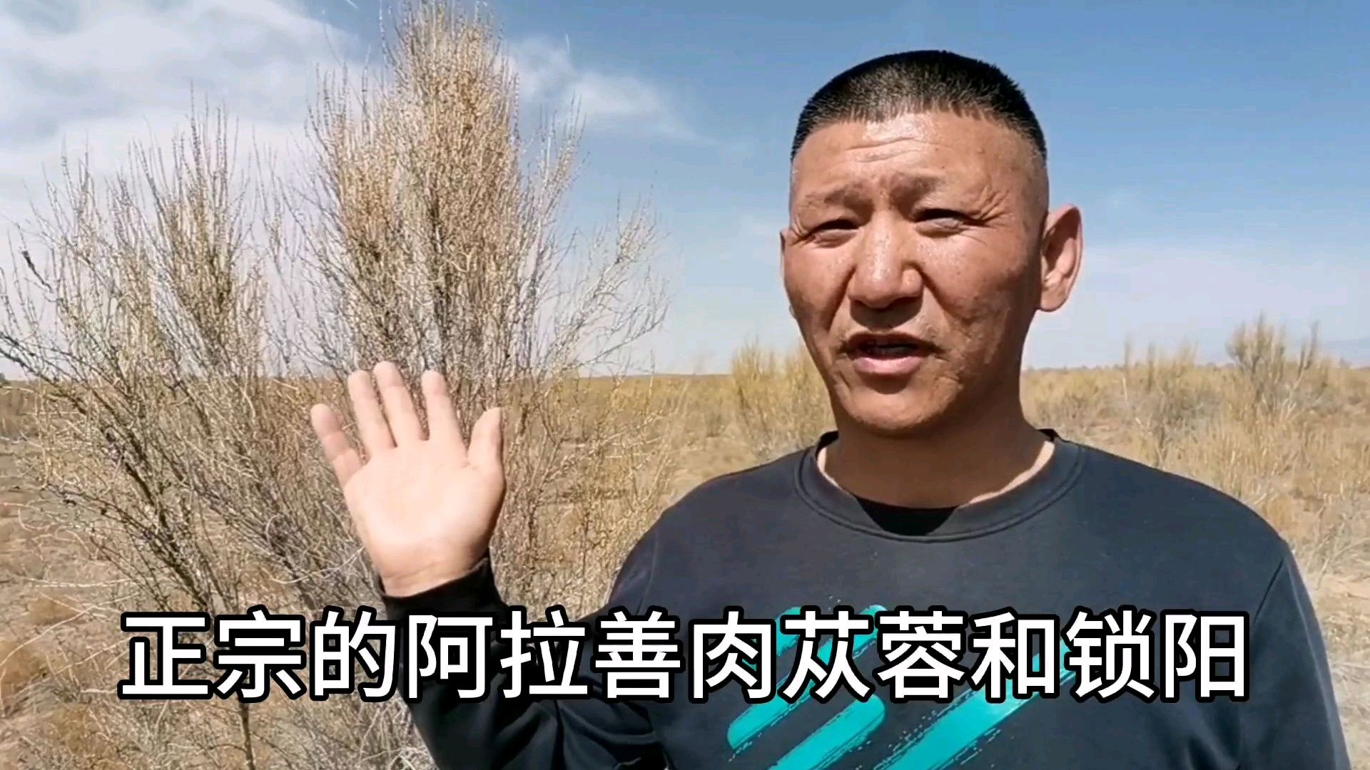 腾格里沙漠,肉苁蓉就寄生在梭梭根下,真诚永远不过时