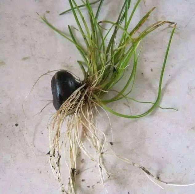 马蹄荸荠的种植技术 - 2020年最新商品信息聚合专区 - 百度爱采购